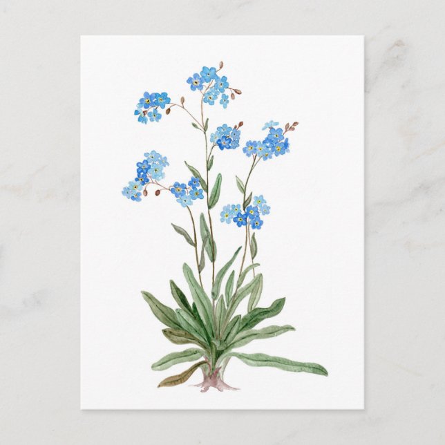 Watercolor  drawing of Forget-me-not Flower Postcard (Front)