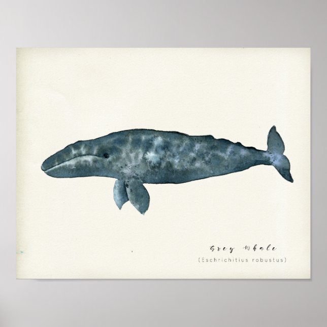 Watercolor Gray Whale Poster (Front)