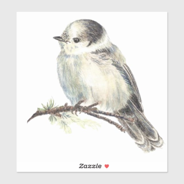Watercolor Grey Jay Wildlife Bird Nature Art (Sheet)