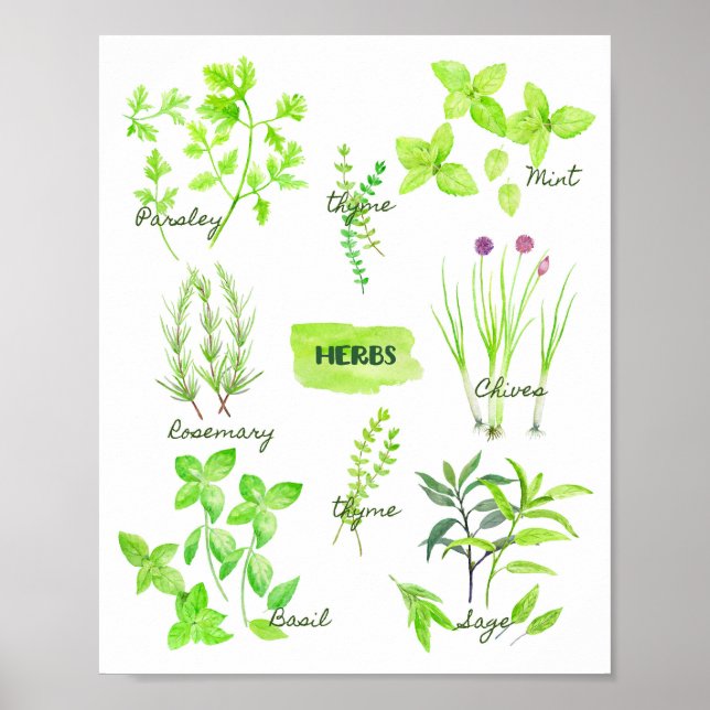 Watercolor Herb Collection Poster (Front)