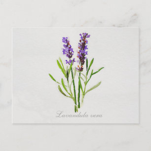 Watercolor Lavandula Vera Postcard