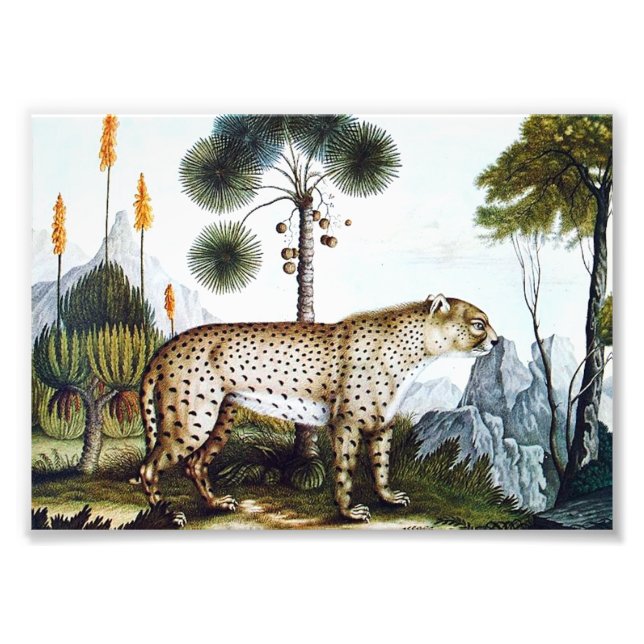 Watercolor of a Cheetah (Zotl) Photo Print (Front)
