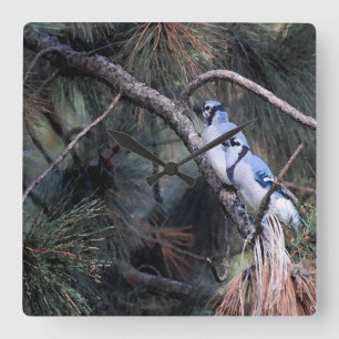 Watercolor of Two Blue Jays Square Wall Clock