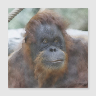 Watercolor Orang