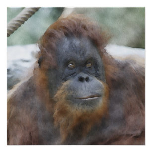 Watercolor Orang Poster