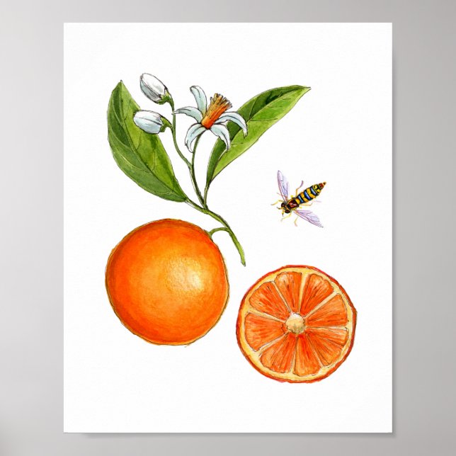 Watercolor Orange fruit botanical Poster (Front)