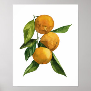 Watercolor Organic Tangerines Poster