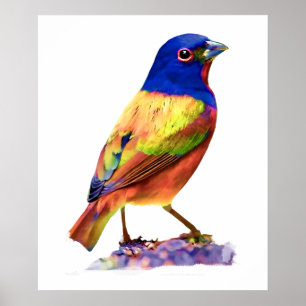 Watercolor Painted Bunting Song Bird Poster