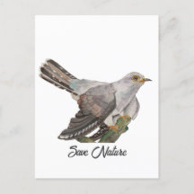 Watercolor painting a cuckoo