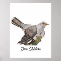 Watercolor painting a cuckoo