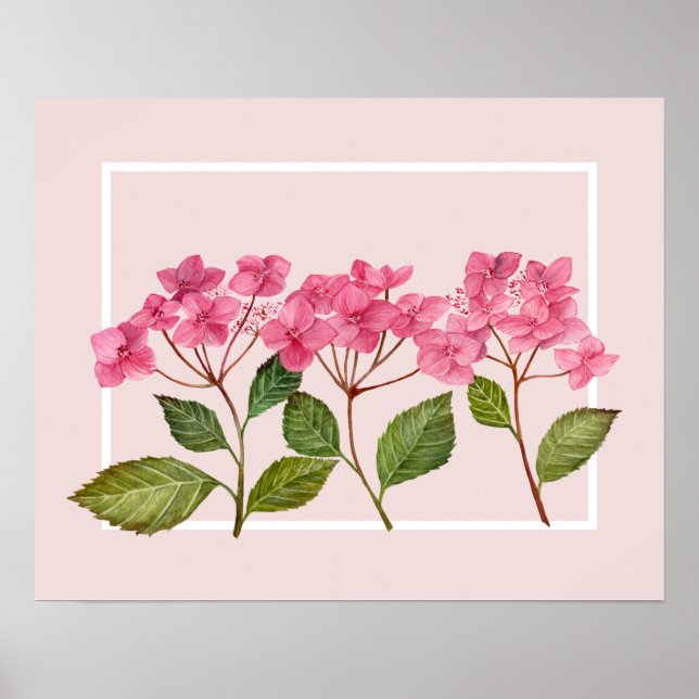 Watercolor Pink Hydrangea Lacecaps Illustration Poster (Front)