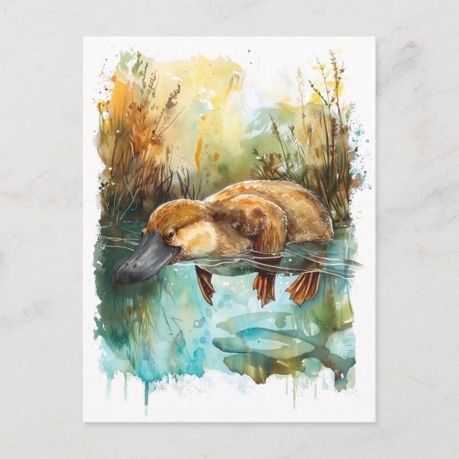 Watercolor Platypus Swimming in Pond Postcard (Front)