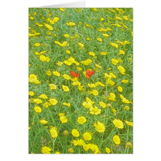 Watercolor poppies (Front)