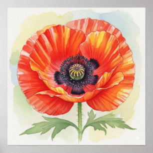 Watercolor Poppy Poster