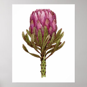 Watercolor Protea Flower Plant Illustration Poster