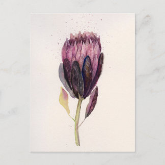 Watercolor Protea Postcard