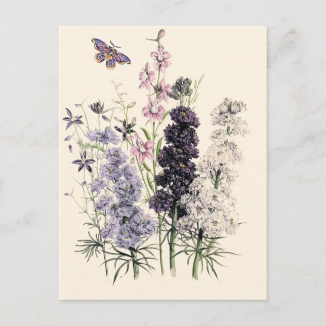 Watercolor Purple, Pink Garden Flowers, Butterfly  Postcard (Front)