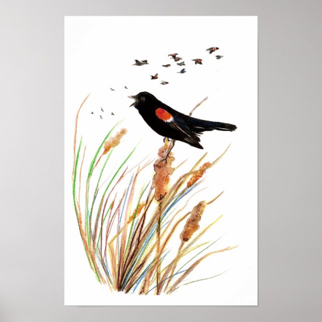 Watercolor Red-Winged Blackbird - Bird Collection Poster (Front)
