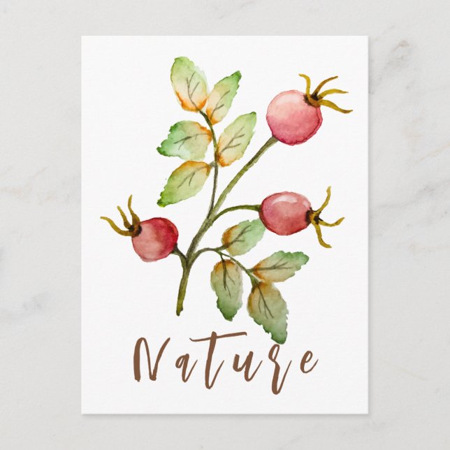 Watercolor rose hips postcard (Front)