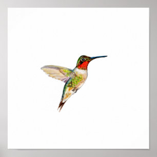 Watercolor Ruby Throat Humming Bird Painting Poster