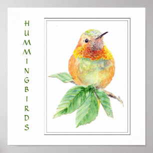 Watercolor Rufous Hummingbird -  Bird Collection Poster