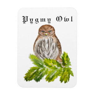 Watercolor Saw Whet Cute Little Owls Magnet