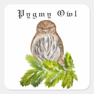 Watercolor Saw Whet Cute Little Owls Square Sticker