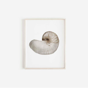 Watercolor seashell poster