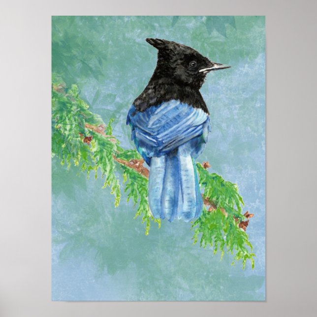 Watercolor Stellar Jay Bird Nature Poster (Front)