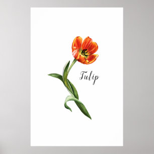 Watercolor Tulip Floral Poster