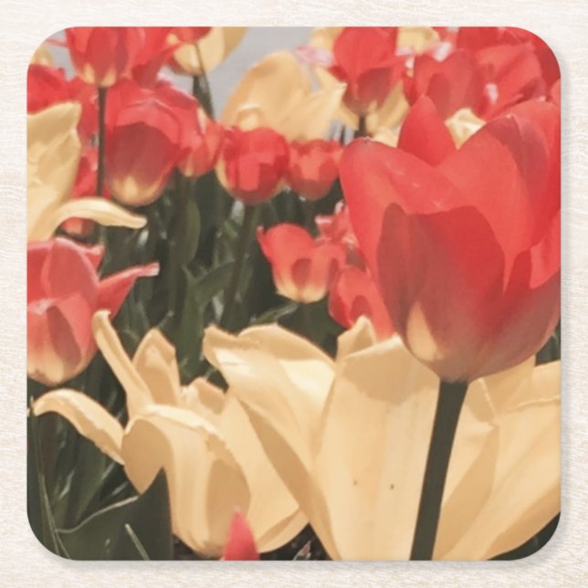 Watercolor Tulips Coasters (Front)