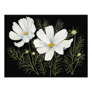 Watercolor White Cosmos Flowers Botanical Painting Photo Print