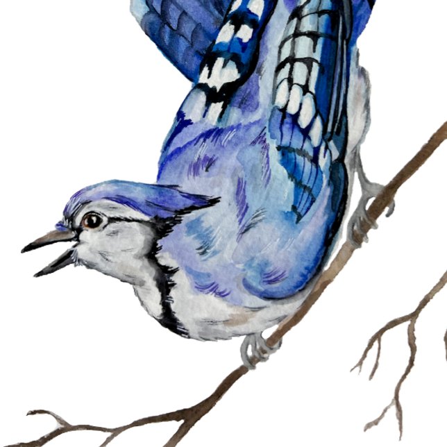 Watercolor woodland bird blue jay (Creator Uploaded)