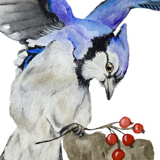 Watercolor woodland bird blue jay postcard