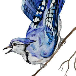 Watercolor woodland bird blue jay postcard