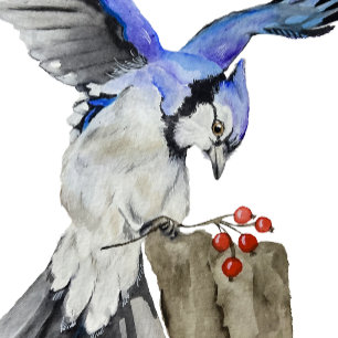 Watercolor woodland bird blue jay poster