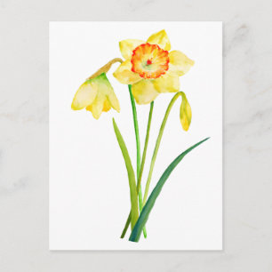 Watercolor Yellow Daffodils Spring Flowers Postcard