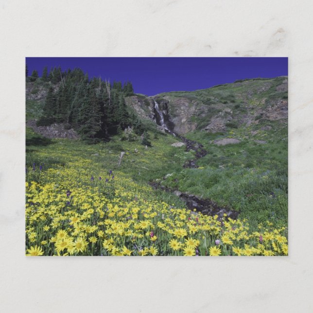 Waterfall and wildflowers in alpine meadow, 3 postcard (Front)