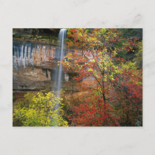 Waterfall, bigtooth maple Acer Postcard