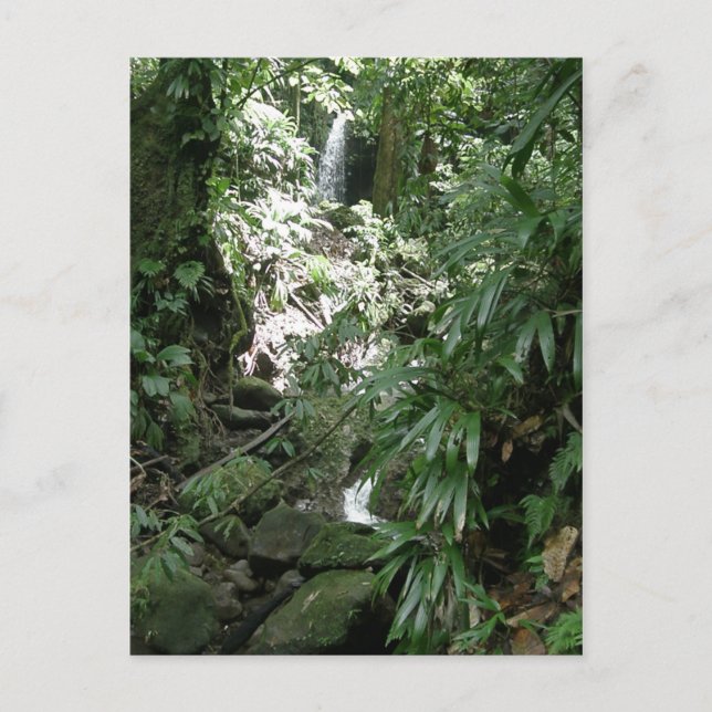 Waterfall In Dominica Postcard (Front)