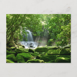 Waterfall in Rain Forest Postcard