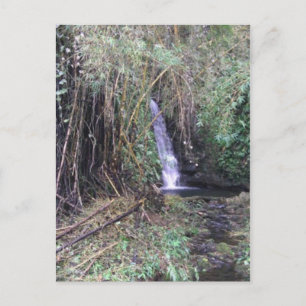 Waterfall on Akaka Falls trail Postcard