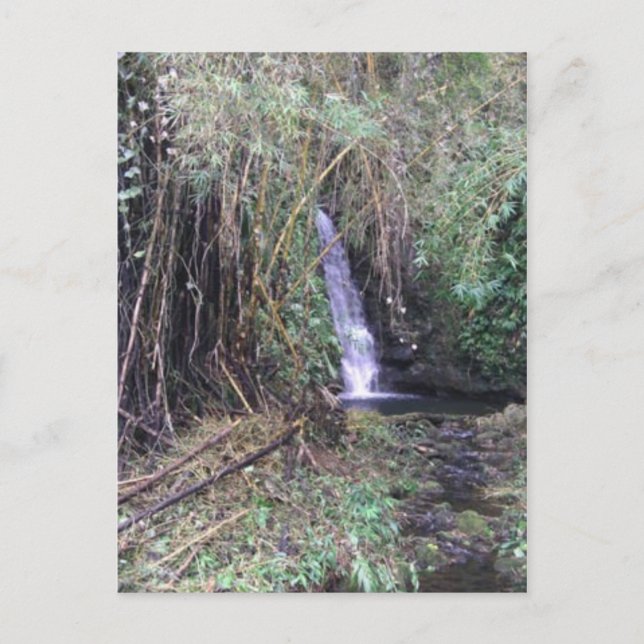 Waterfall on Akaka Falls trail Postcard (Front)