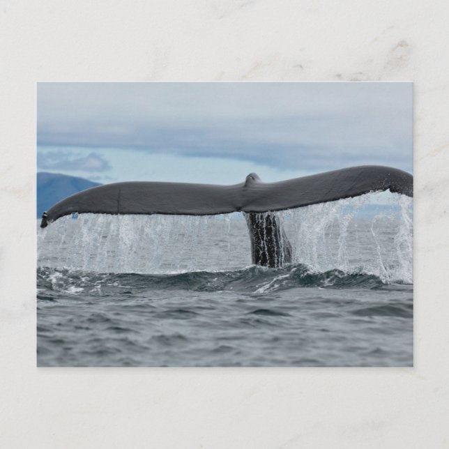 Waterfall Postcard (Front)