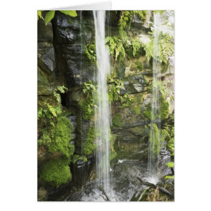 Waterfall, Temperate rainforest, New Zealand.
