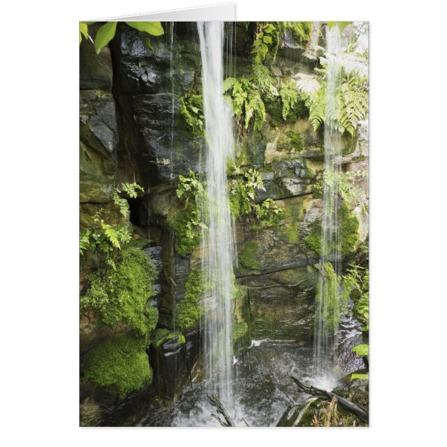 Waterfall, Temperate rainforest, New Zealand. (Front)