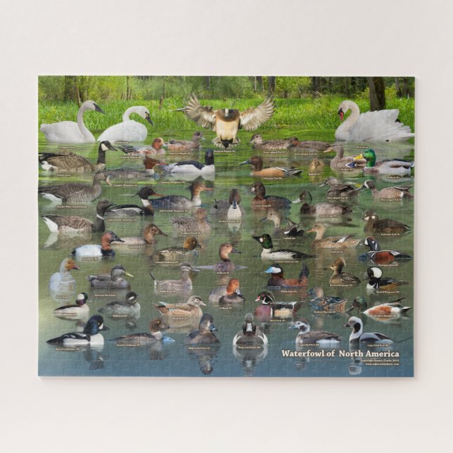 Waterfowl of North America Jigsaw Puzzle (Horizontal)