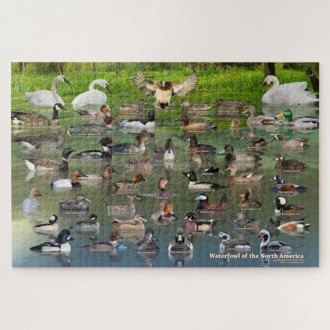 Waterfowl of North America Jigsaw Puzzle (Horizontal)