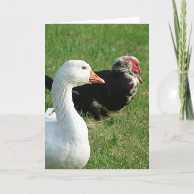Waterfowl Pets Card (Front)