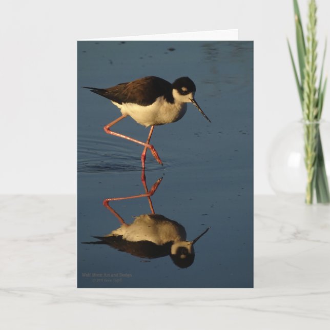 Waterfowl Shorebird Wading Bird Black-Necked Stilt Card (Front)